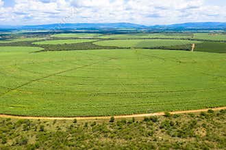 Drone photography, Sugar Cane farm. Sugar cane fields view from the sky