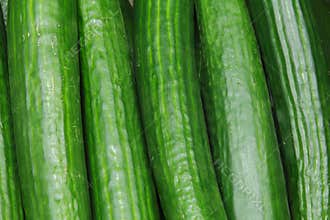 Cucumber