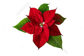 Poinsettia Christmas Eve flower isolated on white