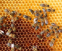 Honey comb and a bees