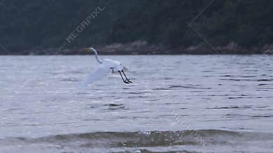 A waterbird egret flies to hunt for fishes