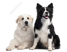 Great Pyrenees, 6 years old, and Border Collie