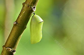 Chrysalis