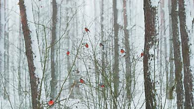 Flock Of The Eurasian Bullfinch Birds, Common Bullfinch - Pyrrhula Pyrrhula Siting On Bush In Winter Snowy Forest During