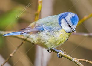Blue tit (Cyanistes caeruleus) is a small blue yellow and white bird