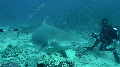 Feeding gray bull shark from hands of diver underwater ocean of Tonga.