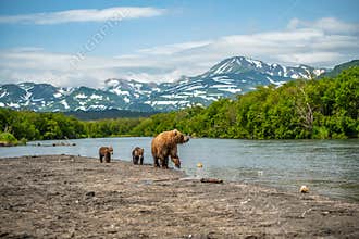 Ruling the landscape, brown bears of Kamchatka Ursus arctos beringianus