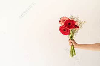 Bright gerbera daisies in woman hand, minimal style