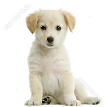 Labrador retriever cream