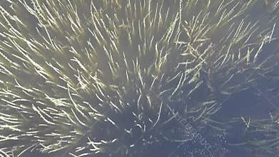 Aquatic plants in the river. Top view
