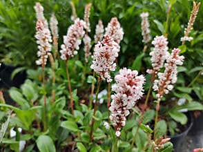 Persicaria affinis `Donald Lowndes`