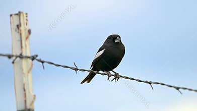 Lark Bunting Calamospiza melanocorys