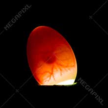 Fertile duck egg