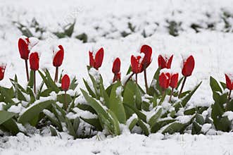Tulips in a snow