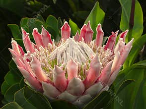 King Protea, Detail