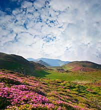 Spring landscape with the cloudy sky and Flower