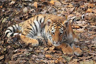 Siberian tiger juvenile