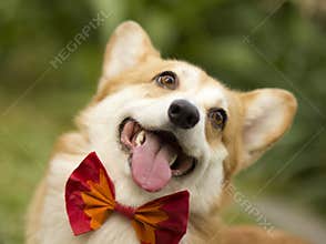Pembroke Welsh Corgi with a Butterfly Tie