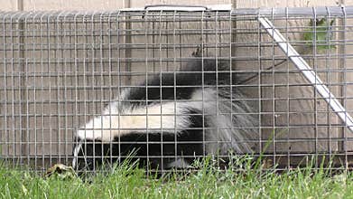 Skunk captured in an animal trap for relocation