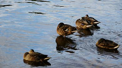 Ducks sleeping on the water