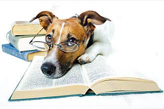 Dog reading books