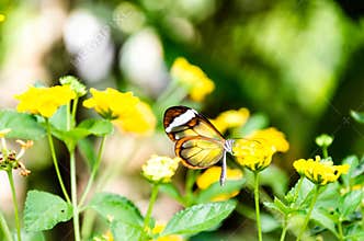 Glass or mirrored butterfly, transparent Greta Oto, lepidopteron
