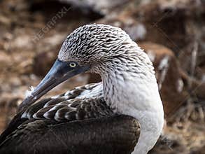 A blue-footed booby portrait, Galapagos, Ecuador