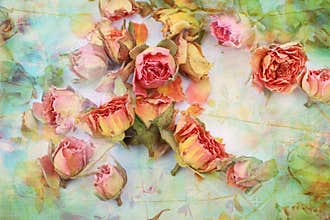 Dry roses beautiful vintage background