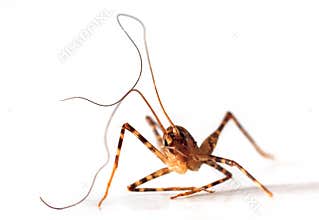 Insect with long antennae