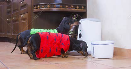 Two funny dachshund dogs in t-shirts see automatic pet feeder machine and water dispenser for animals for the first time
