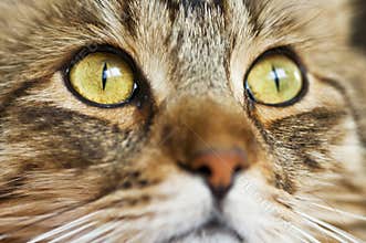 Cat Eyes, closeup