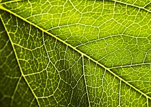 Leaf background