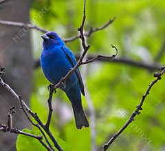 Stunning Dark Blue Indigo Bunting Bird Perched on Tree Branch