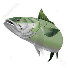 KAHAWAI FISH