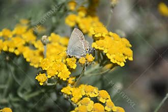 Amazing Butterfly on Flower