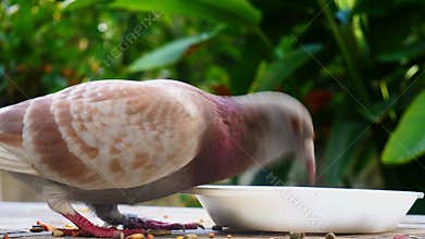 Pigeon eating grain