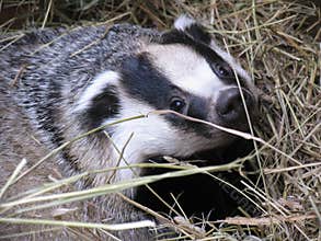 Badger