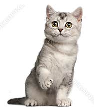 British Shorthair kitten, 4 months old, sitting
