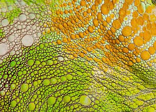 Close-up of Four-horned Chameleon skin