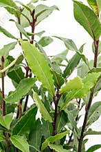 Close up view of the Laurel, Laurus nobilis, plant on a white background