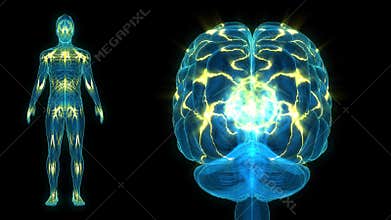 Human Brain with impulse transmitting