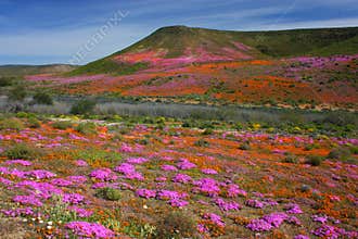 Wildflowers in bloom, Namaqualand, South Africa.
