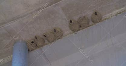 Swallows hiding in their nests