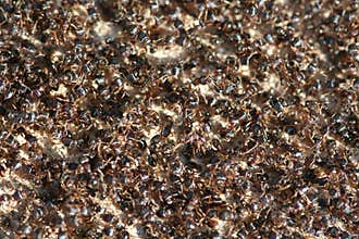 Ants