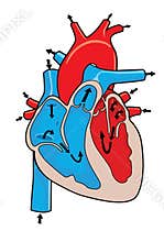 Human Heart Anatomy Diagram with Blood Flow Direction Illustration