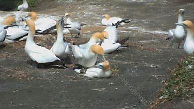 Australasian Gannets at the Muriwai Gannet Colony
