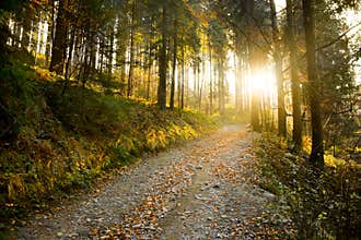 Autumn forest path
