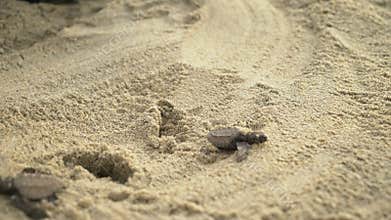 Newborn sea turtles get out of sand and flee to the Pacific Ocean.