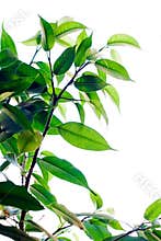 Home plant