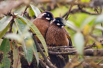 Couple of Black-faced laughingthrush (Trochalopteron affine) sitting on the branch in forest at mountains